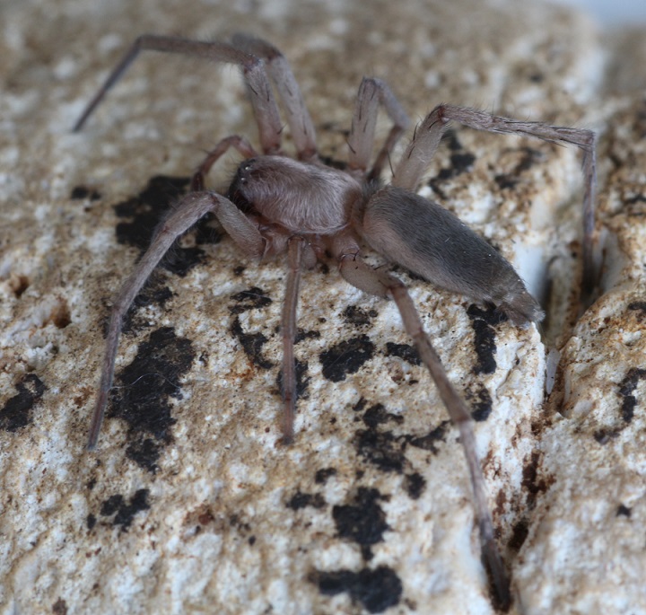 Maschio di Drassodes sp. - Manfredonia (FG)