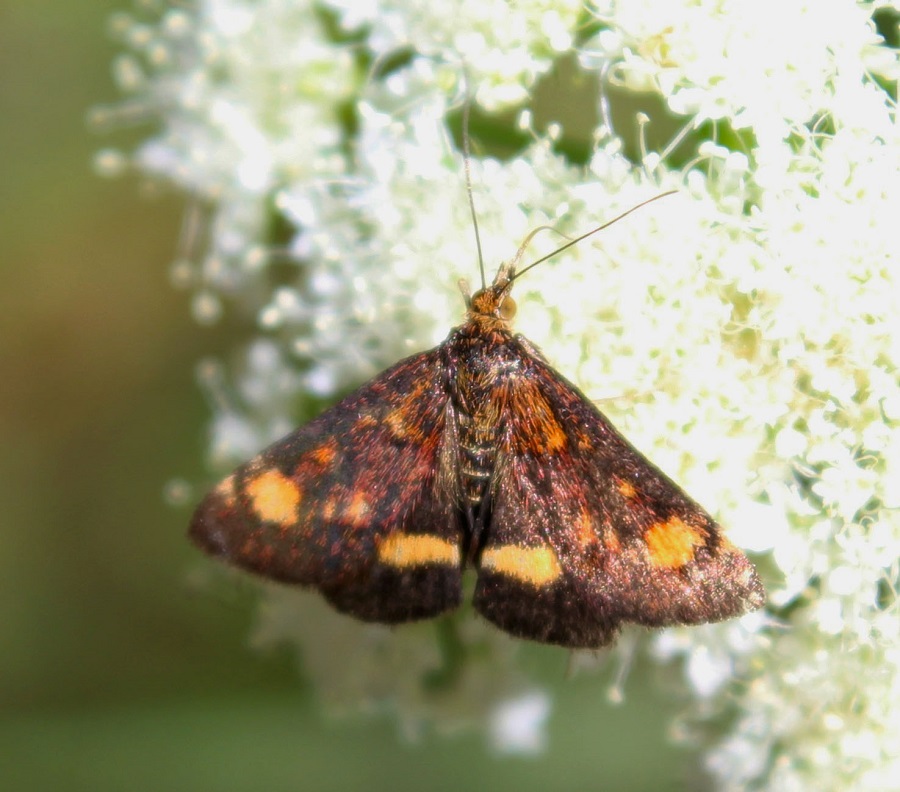 farfalla da Id - Pyrausta aurata