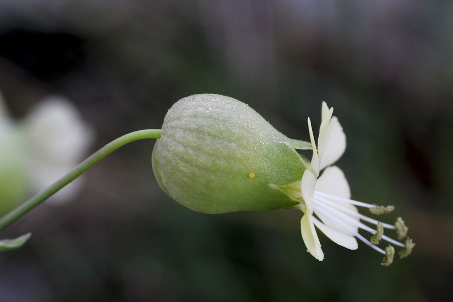 Silene vulgaris