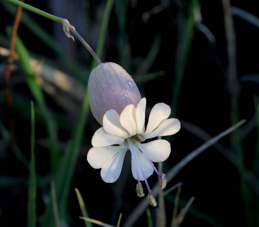 Silene vulgaris