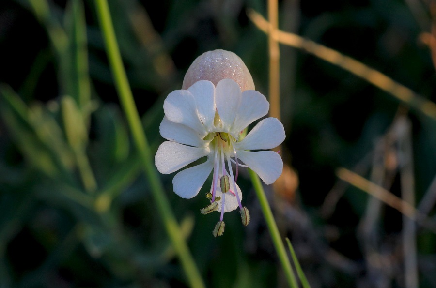 Silene vulgaris