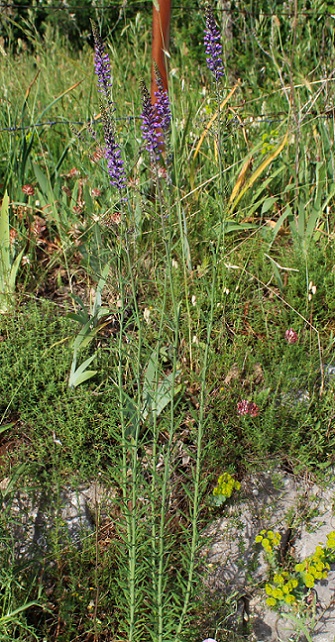 Linaria purpurea