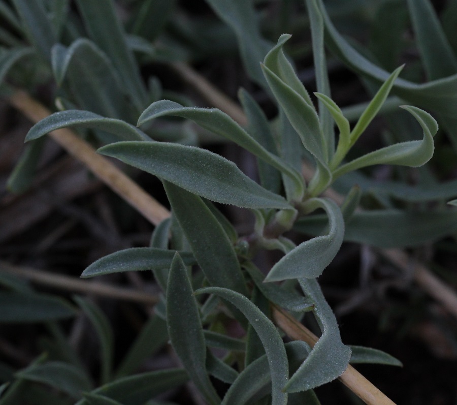 Silene vulgaris