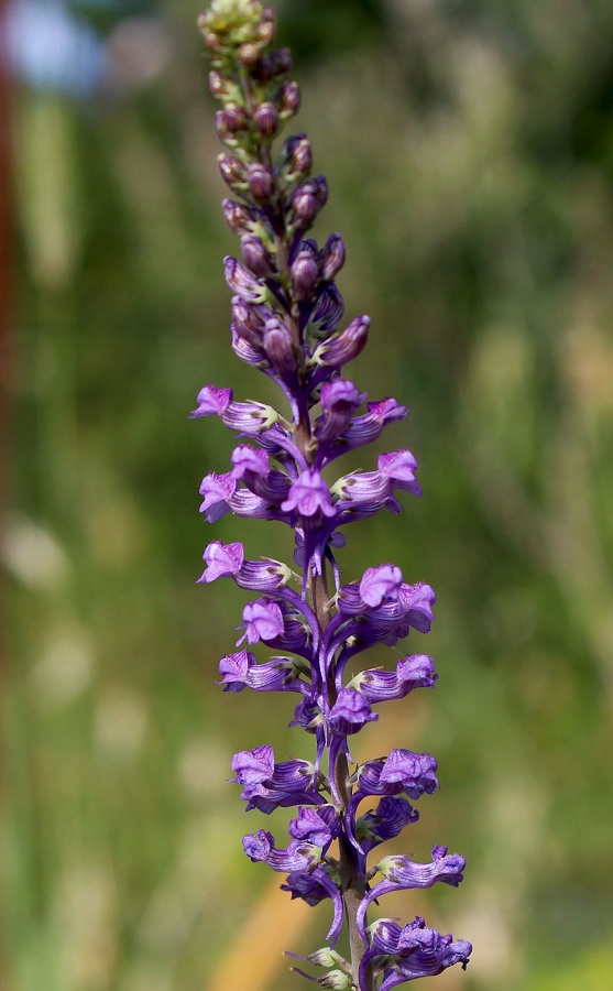 Linaria purpurea