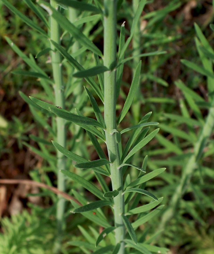 Linaria purpurea