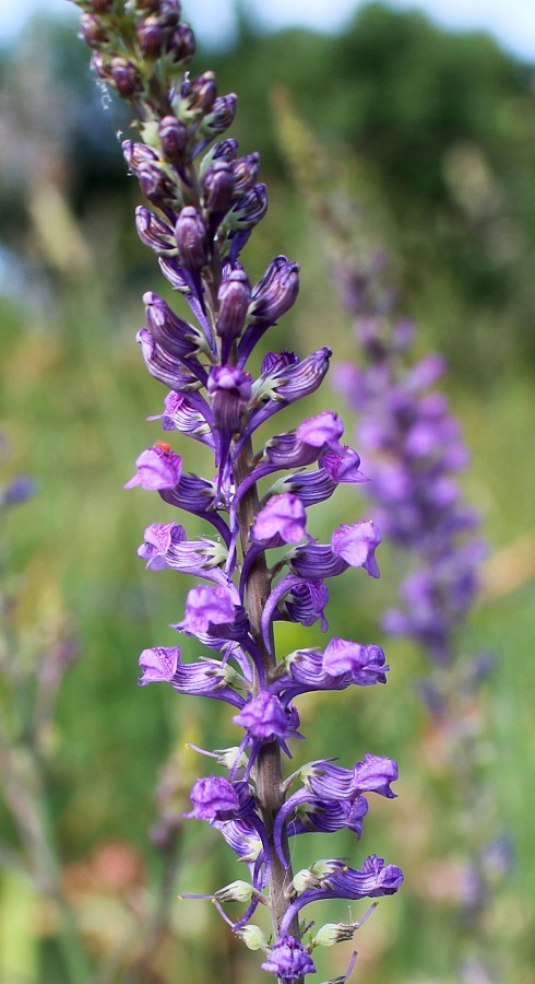 Linaria purpurea