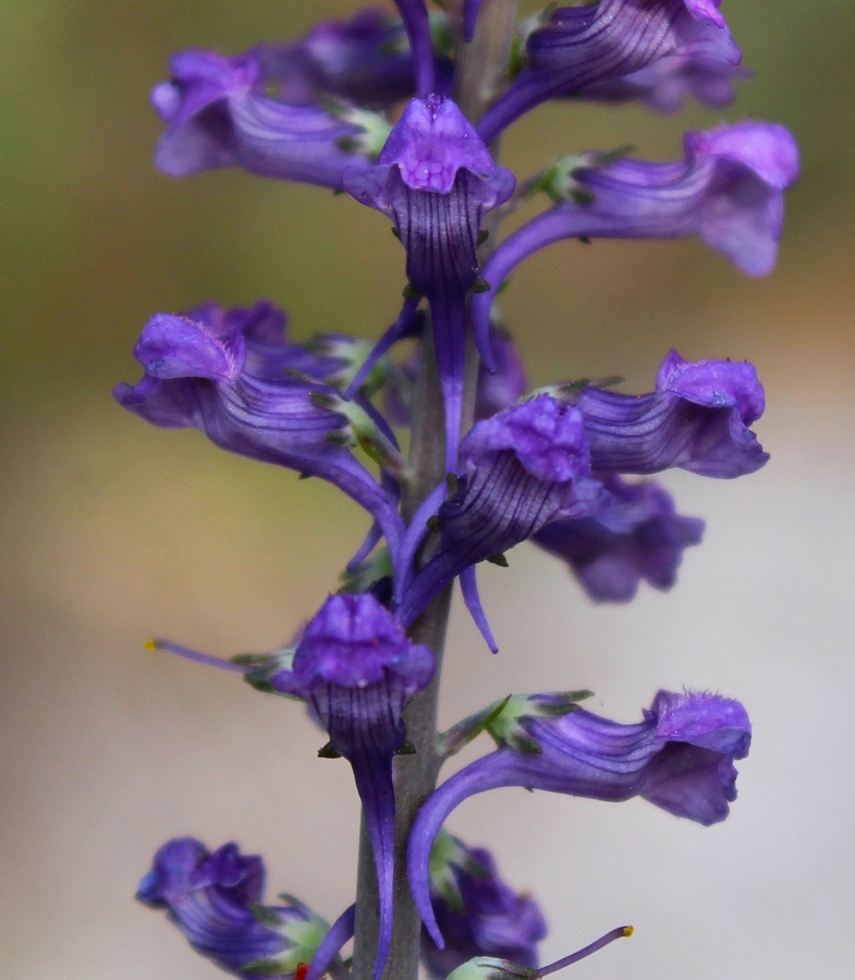 Linaria purpurea