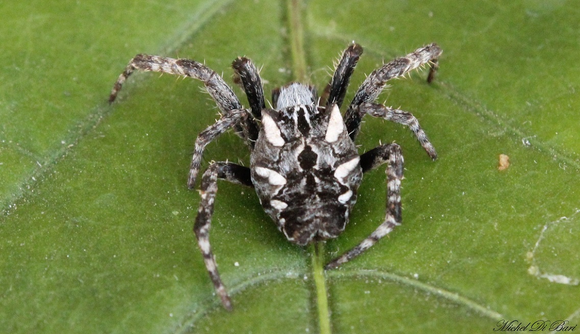 Cyrtophora citricola - Manfrdonia (FG)