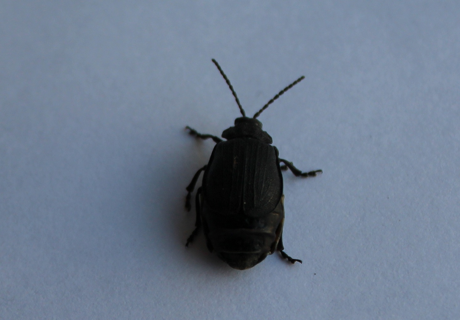 Galeruca tanaceti, femmina, Chrysomelidae