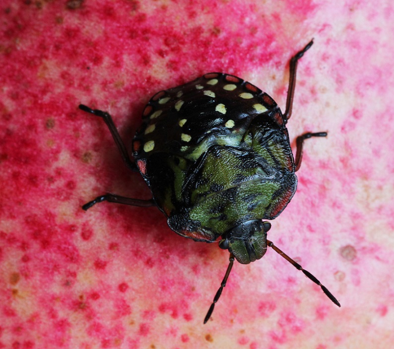 Pentatomidae:  ninfa di Nezara viridula