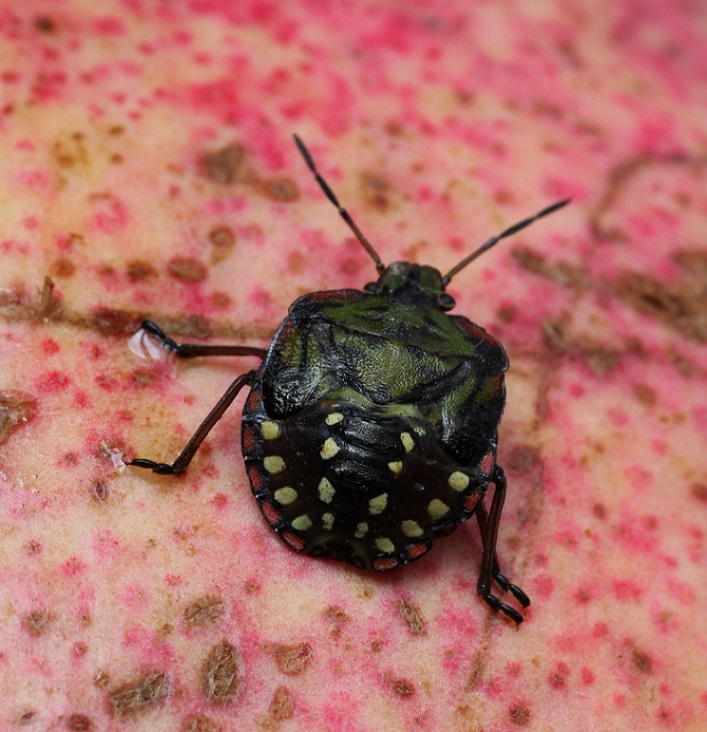 Pentatomidae:  ninfa di Nezara viridula