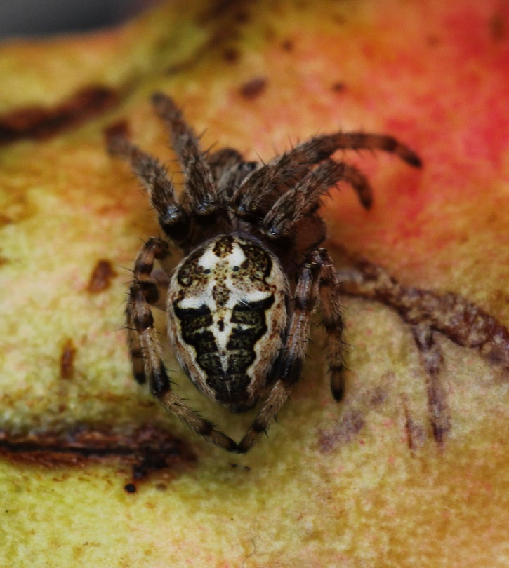 Larinioides sp. - Manfredonia Gargano (FG)