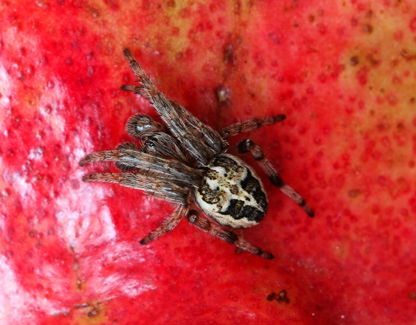 Larinioides sp. - Manfredonia Gargano (FG)