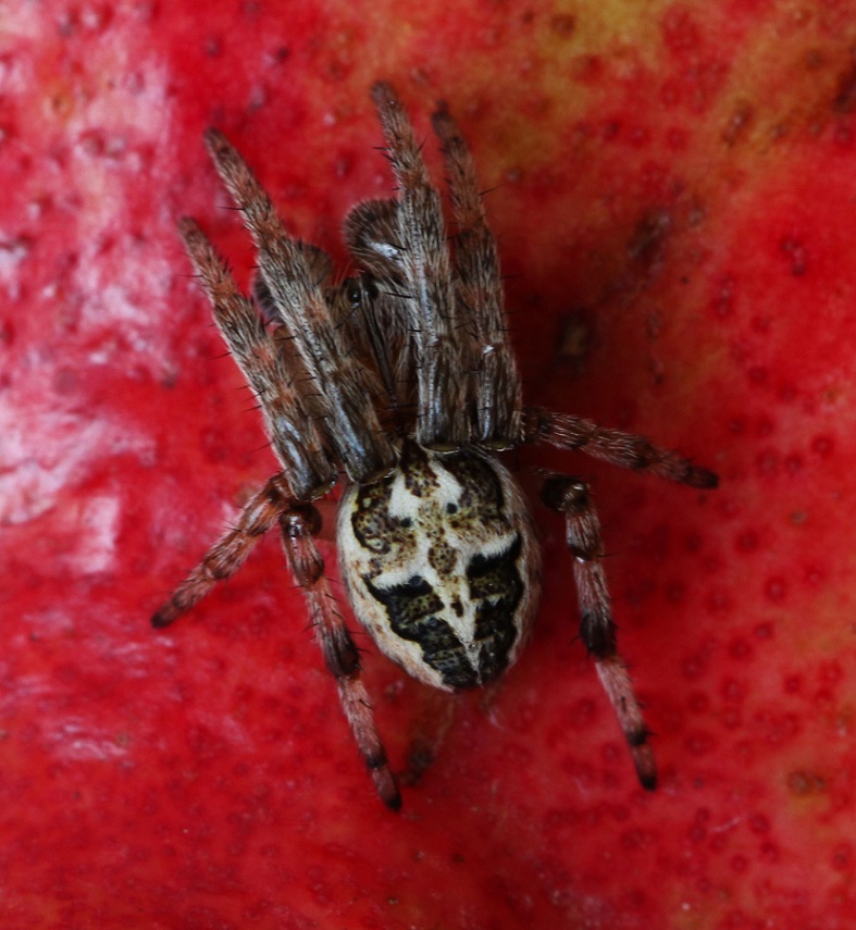 Larinioides sp. - Manfredonia Gargano (FG)