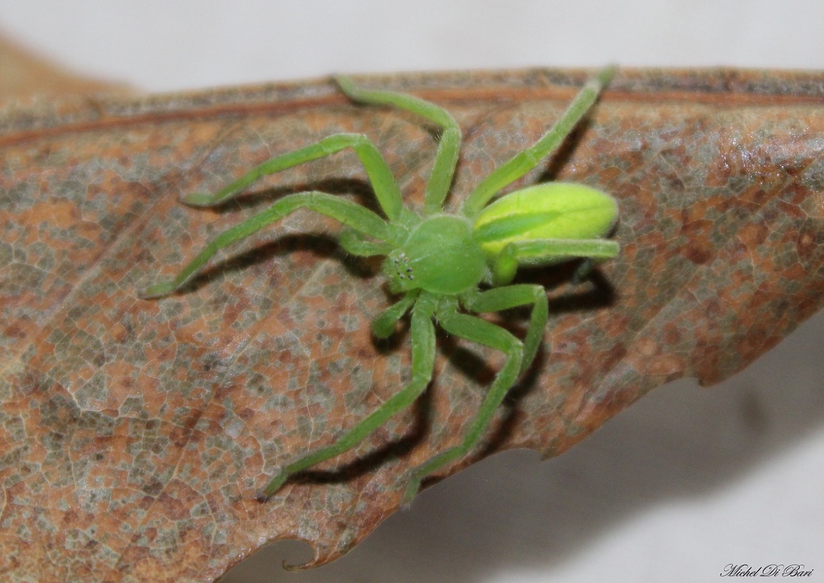 Micrommata virescens - S.Giovanni Rotondo (FG)