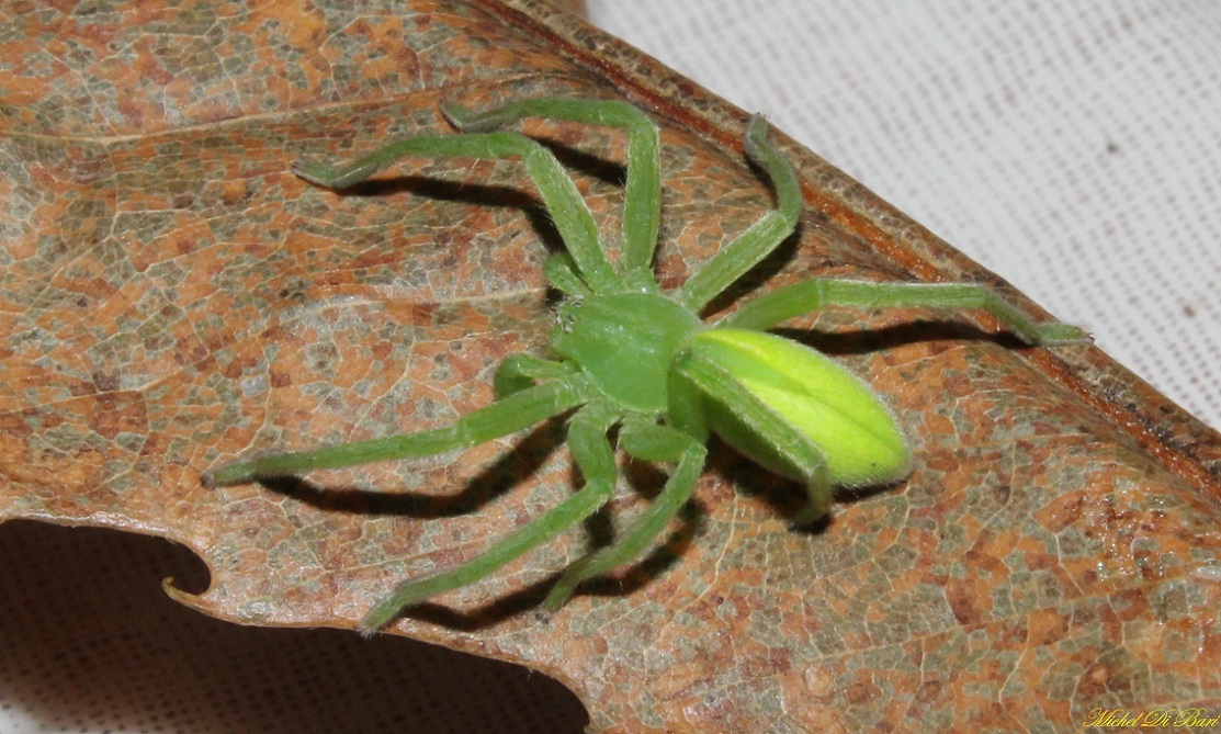 Micrommata virescens - S.Giovanni Rotondo (FG)