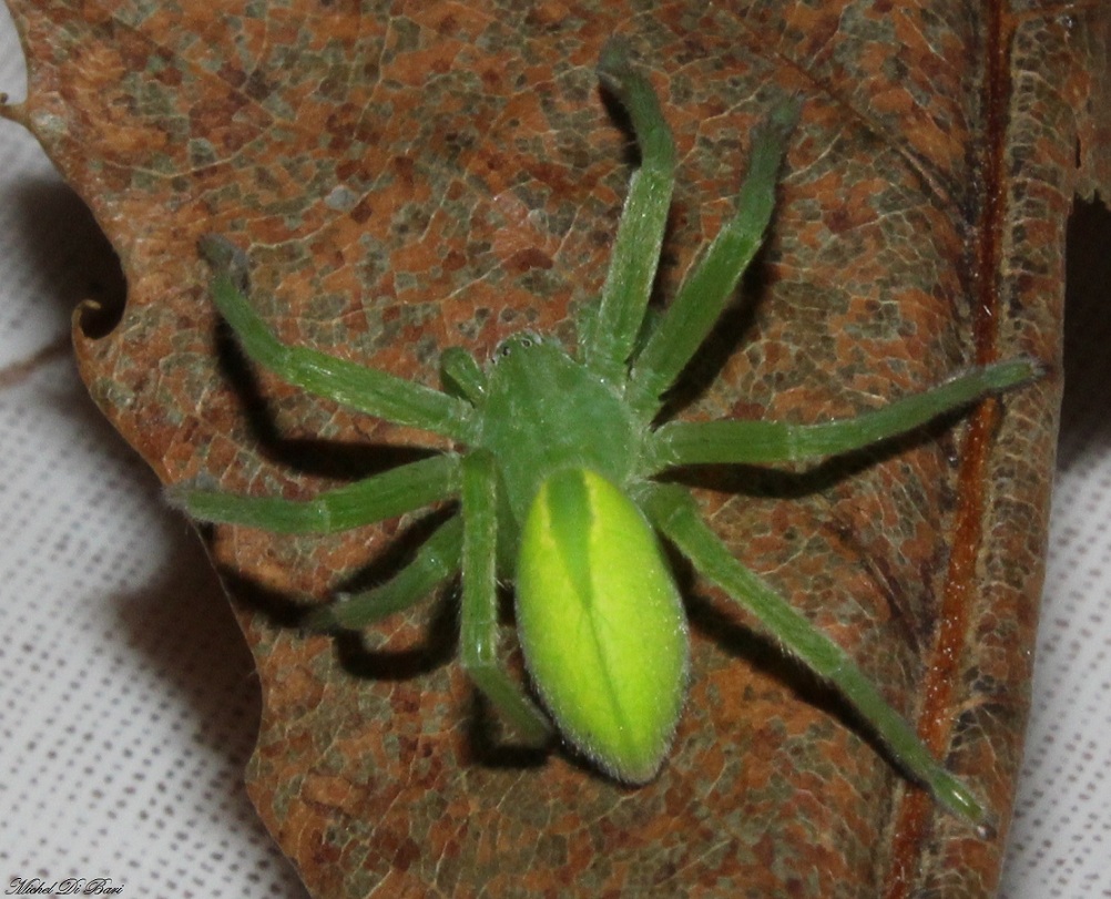 Micrommata virescens - S.Giovanni Rotondo (FG)