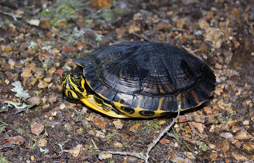 Trachemys scripta elegans ?     Trachemys scripta scripta