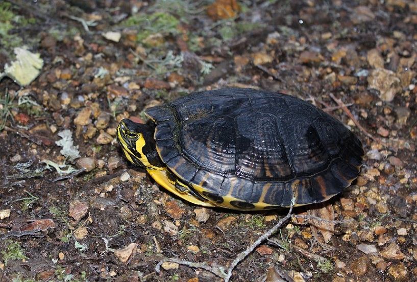 Trachemys scripta elegans ?     Trachemys scripta scripta