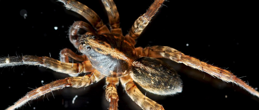 Trochosa sp.  - Manfredonia Gargano (FG)