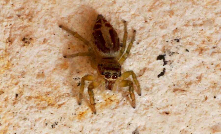 Salticidae: Icius sp.  - Manfredonia Gargano (FG)