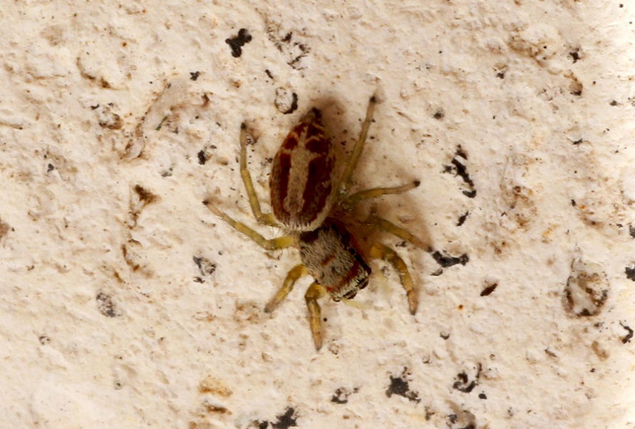 Salticidae: Icius sp.  - Manfredonia Gargano (FG)