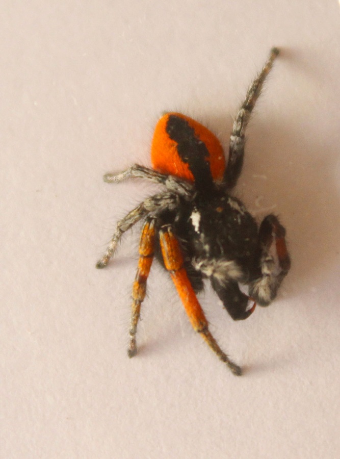 Philaeus chrysops - Monte Nero, Gargano