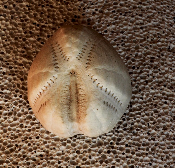 Teca di riccio irregolare (Echinocardium cordatum)