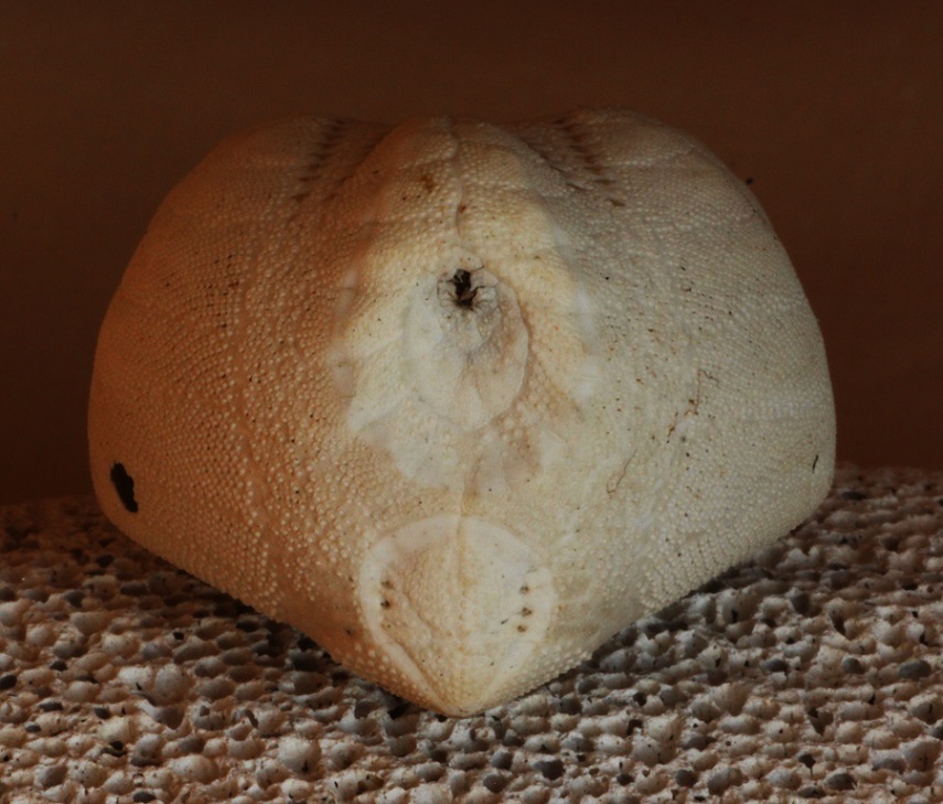 Teca di riccio irregolare (Echinocardium cordatum)