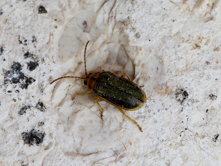 Xanthogaleruca luteola  (Chrysomelidae)