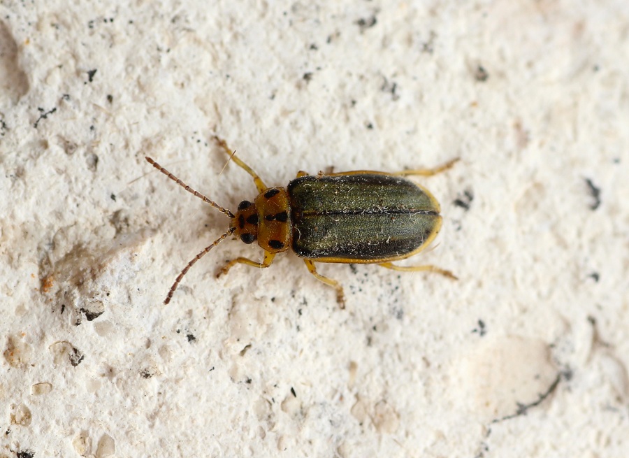 Xanthogaleruca luteola  (Chrysomelidae)