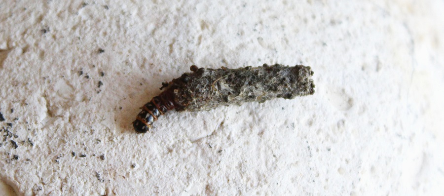 Larva di Psychidae