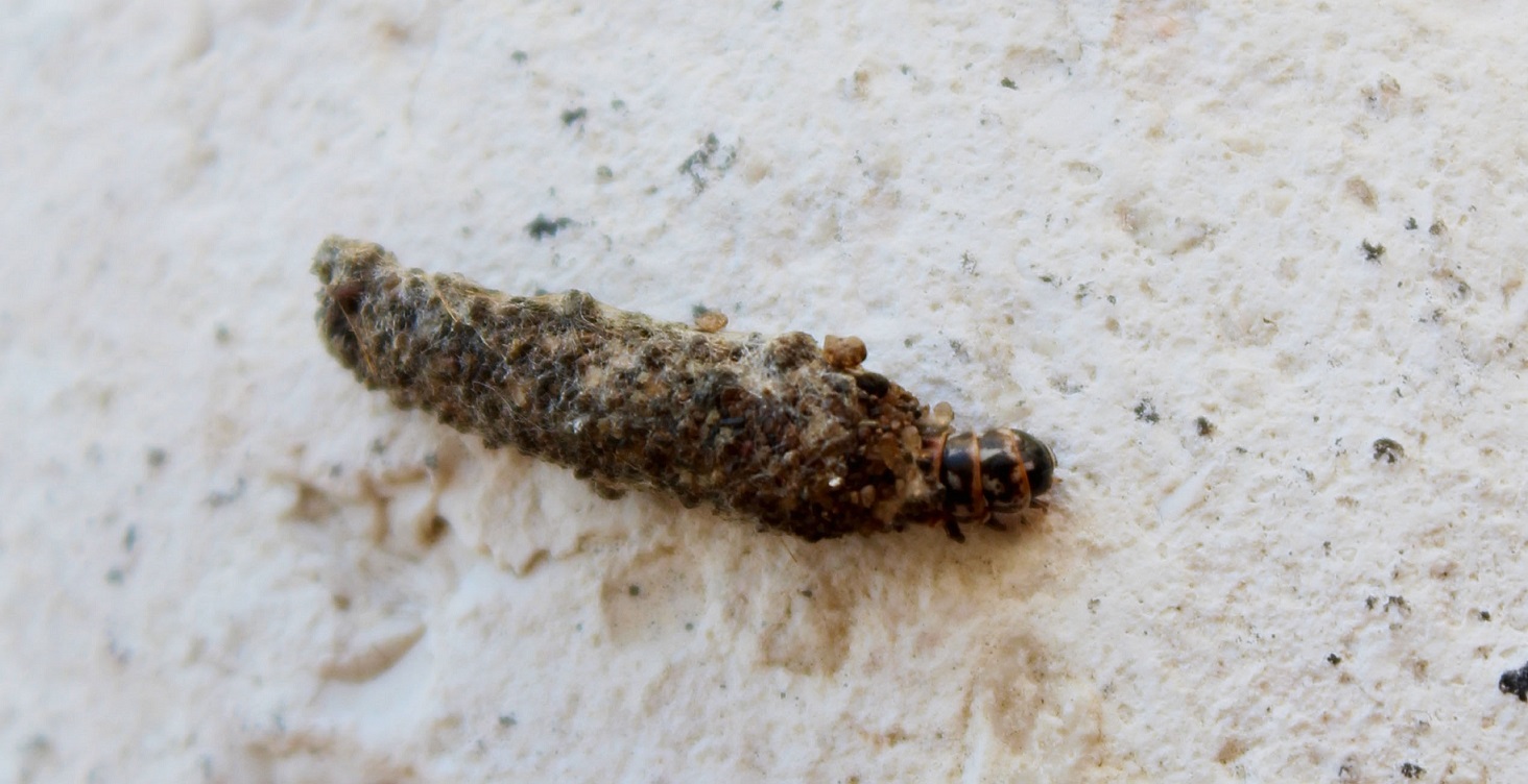 Larva di Psychidae