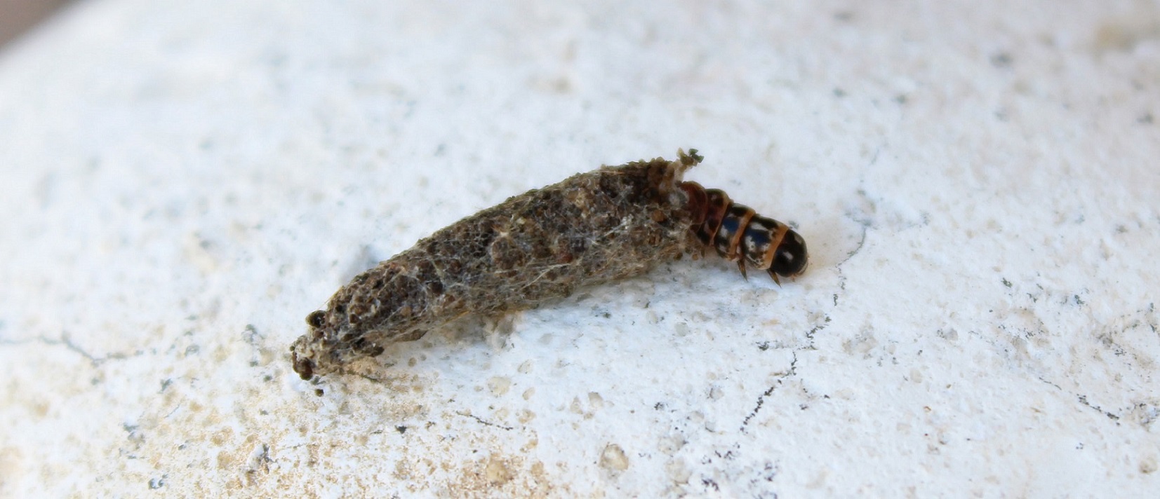 Larva di Psychidae