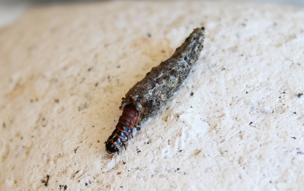 Larva di Psychidae