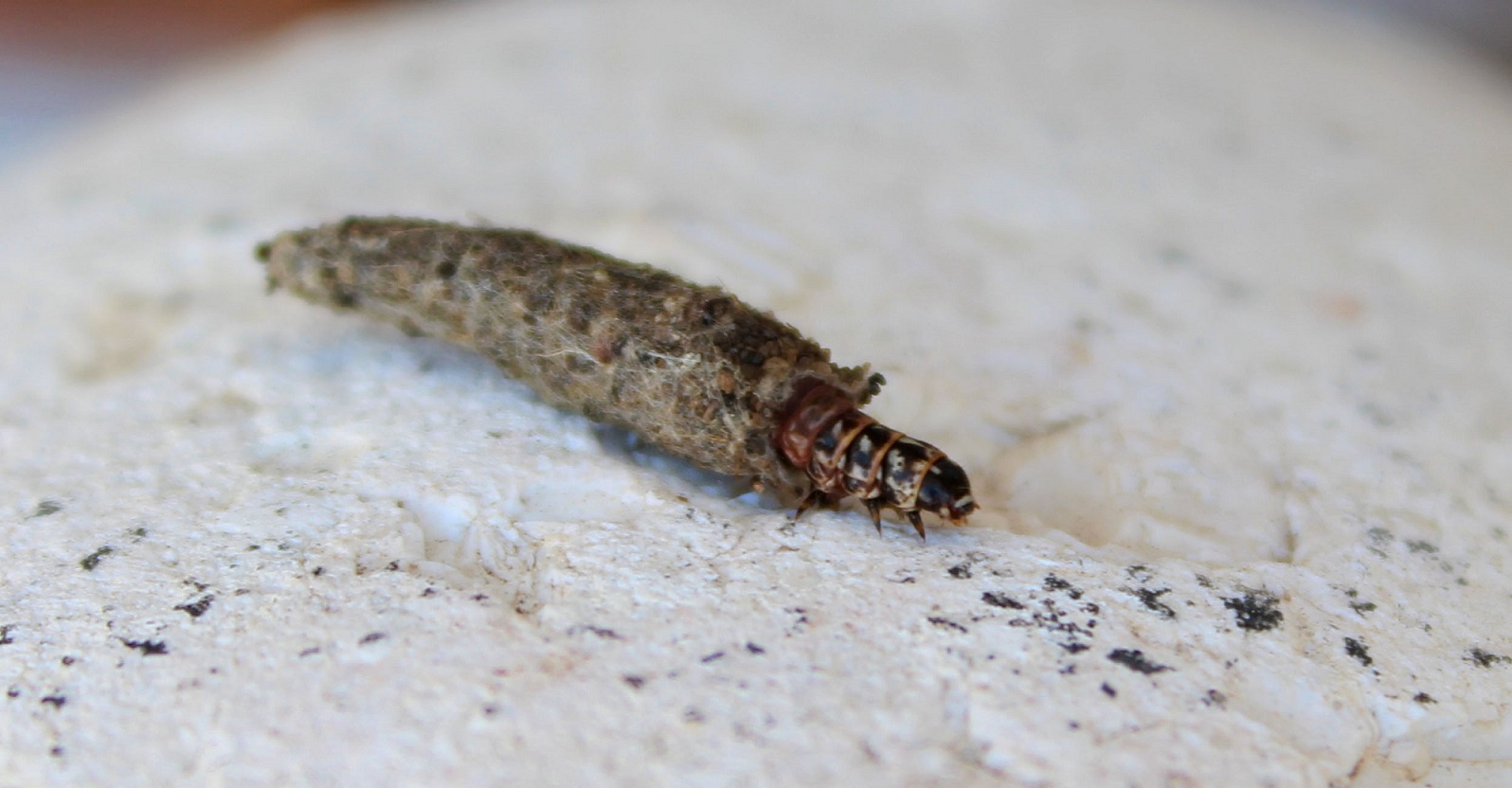 Larva di Psychidae