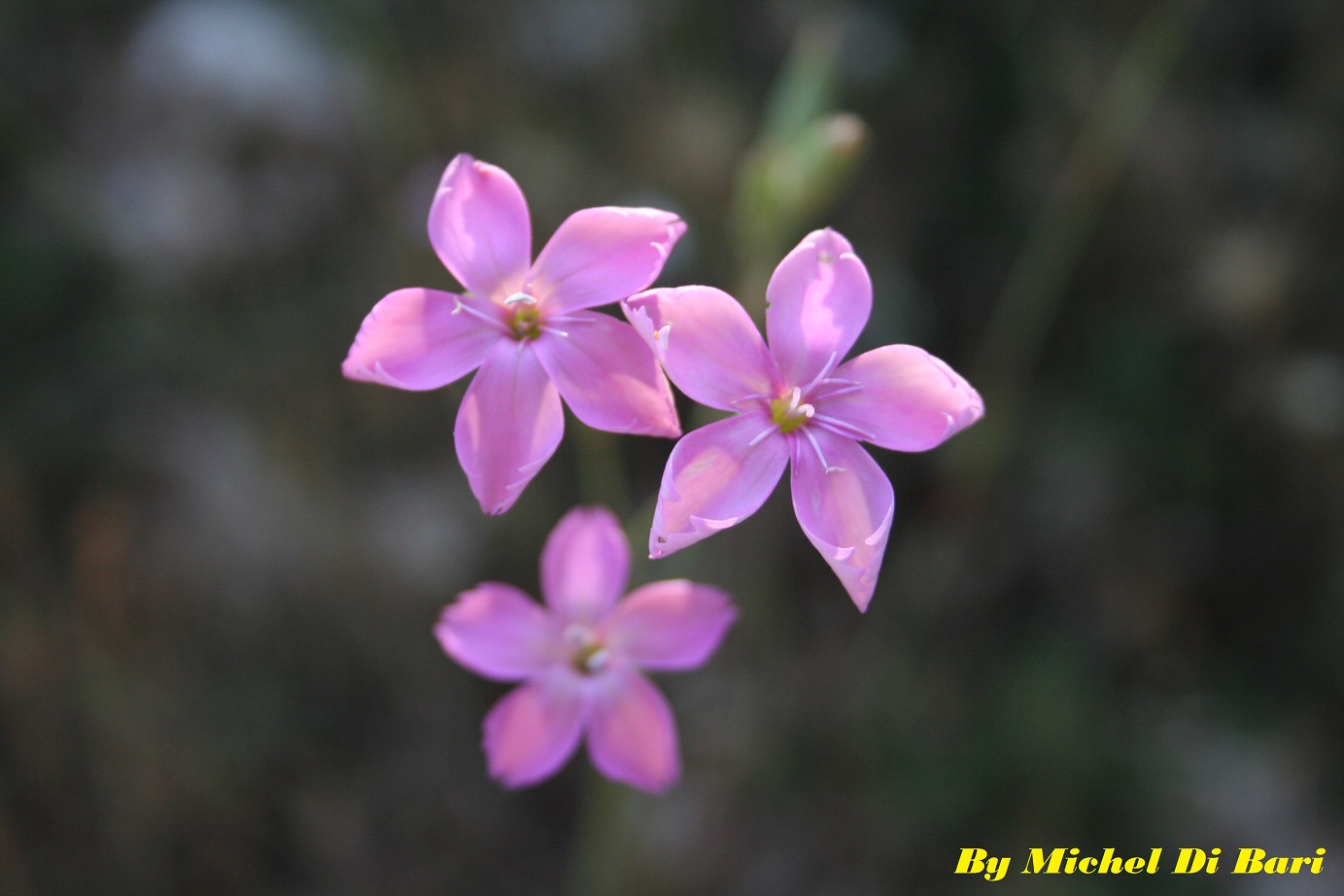 Dianthus garganicus / Garofano del Gargano