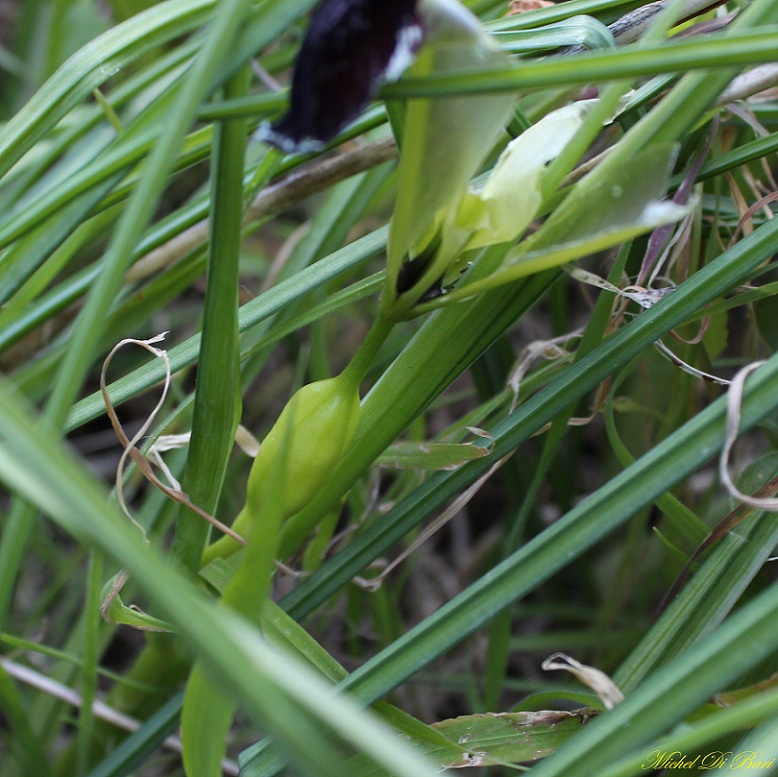 Iris tuberosa