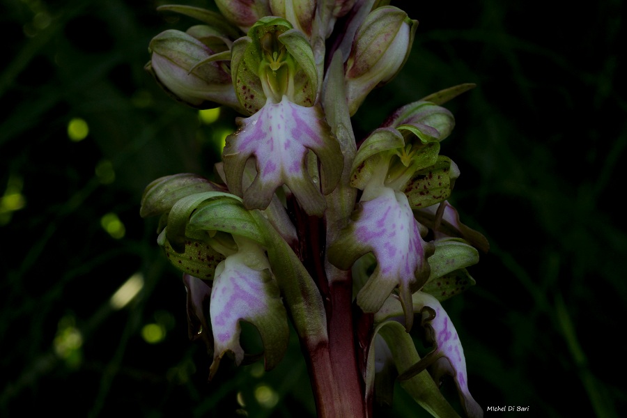 Himantoglossum robertianum (Loisel.) P. Delforge