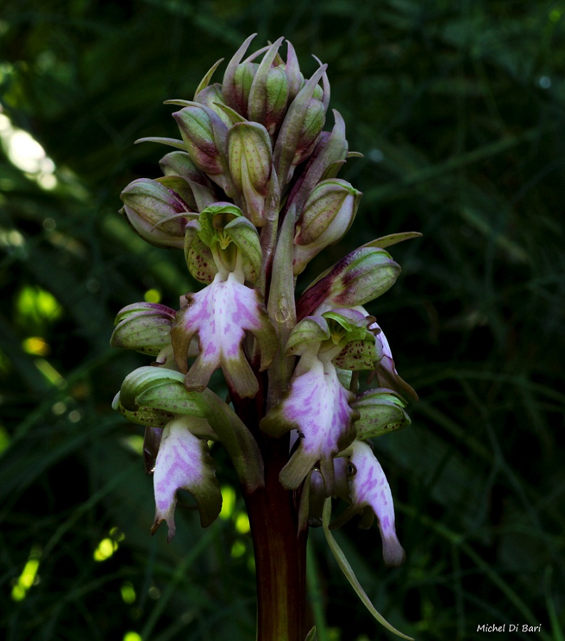 Himantoglossum robertianum (Loisel.) P. Delforge