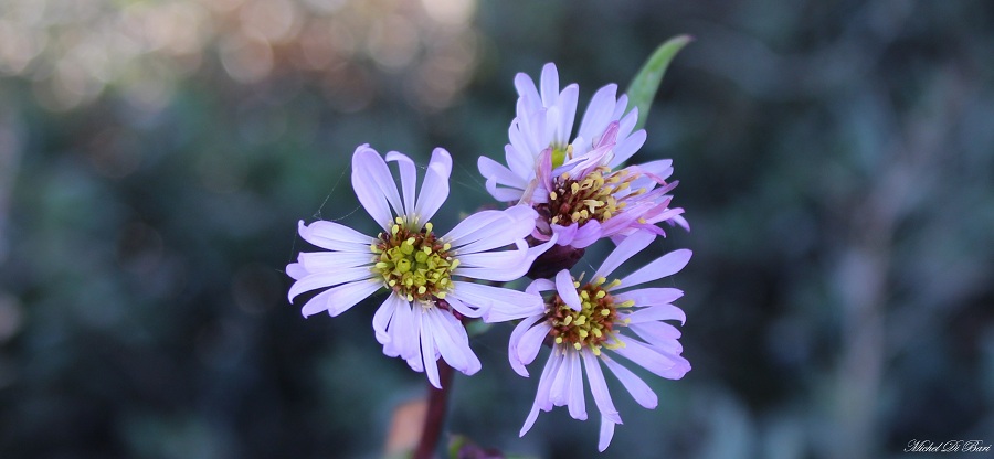 Aster tripolium