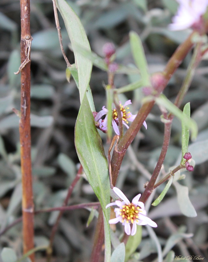 Aster tripolium