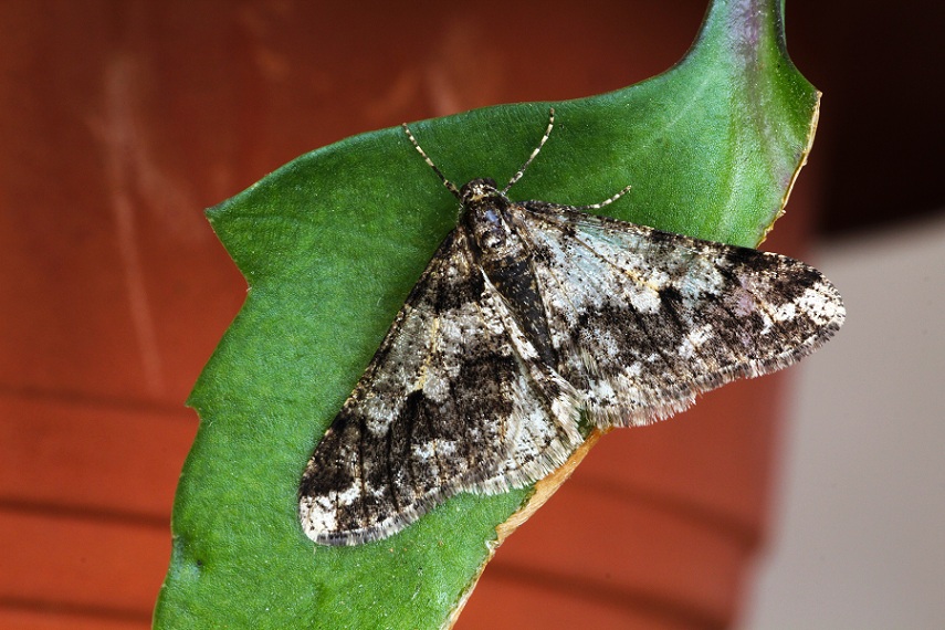 da id - Agriopis leucophaearia, Geometridae