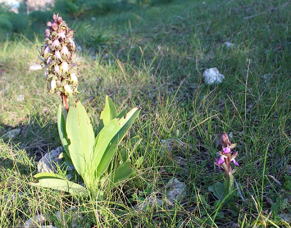 Anacamptis collina