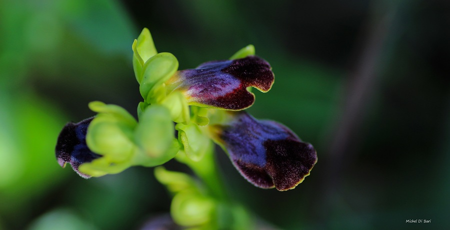 Ophrys iricolor sub. eleonorae