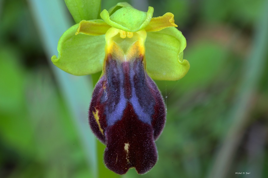 Ophrys iricolor sub. eleonorae