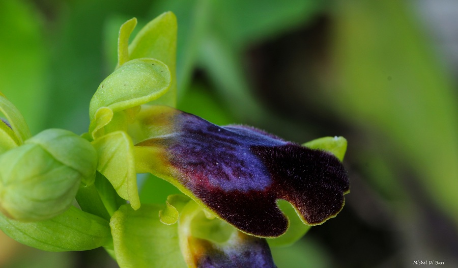 Ophrys iricolor sub. eleonorae