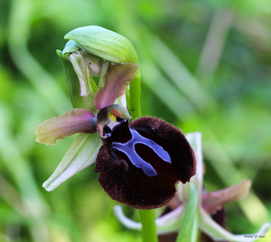 Ophrys sipontensis