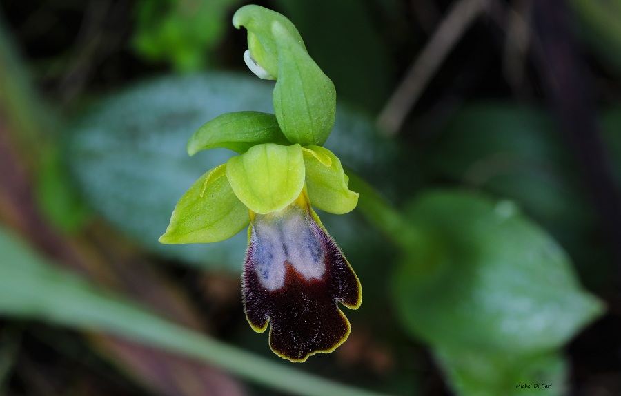 Ophrys iricolor sub. eleonorae