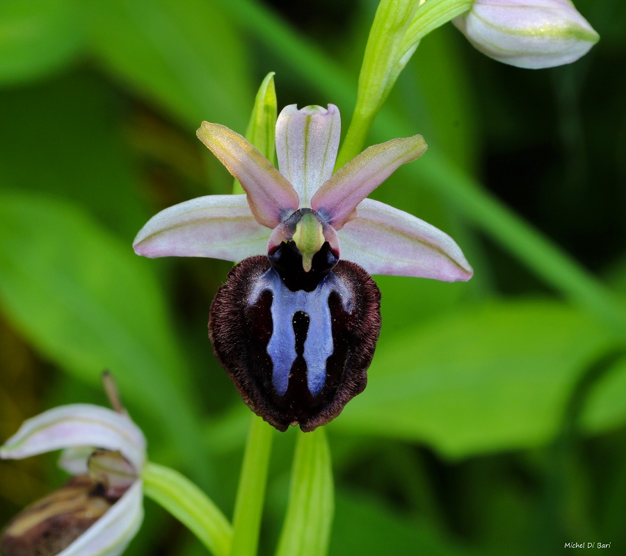 Ophrys sipontensis